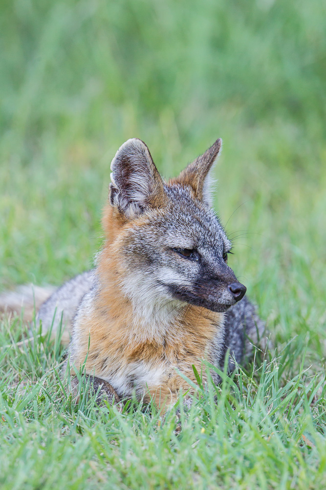 Gray Fox Urocyon Cinereoargenteus